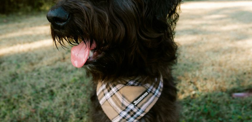 Dog wearing a bandana