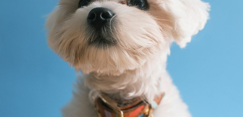 Dog wearing a collar